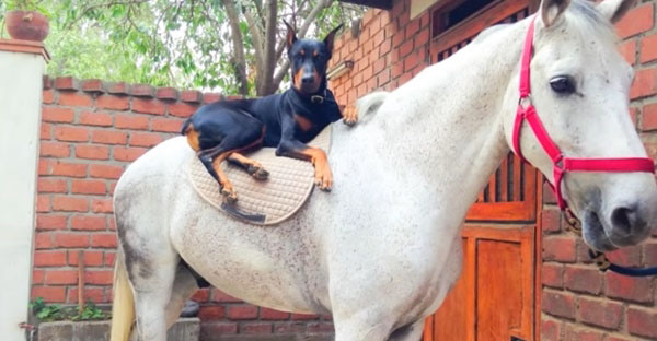 Happy dog and the horse won’t move even a single step away from each other! After all, they are the best friends!