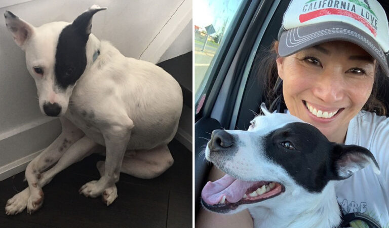 Woman with a Fear of Dogs Adopted a Pup Leading to a Touching Bond between them!