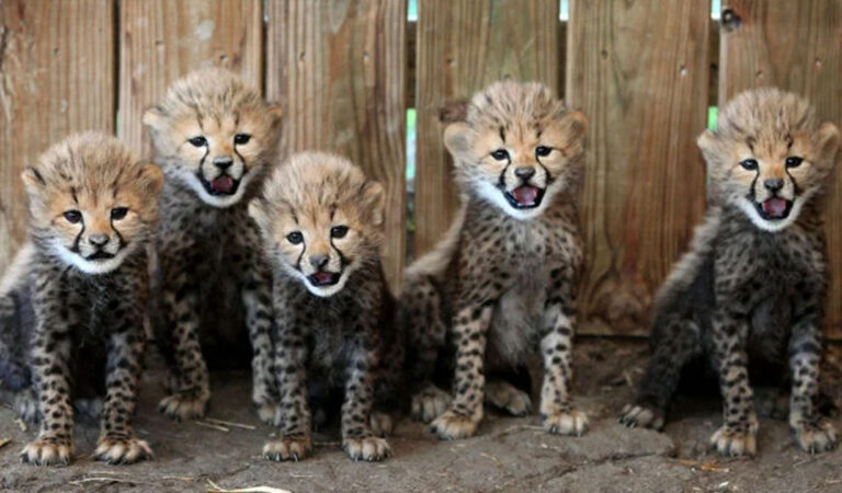 Cheetah Mother Bonds with Her Five Frisky Cubs