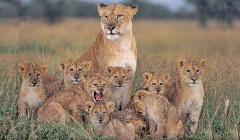 Nine Young Lion Cubs Play with Their Mother