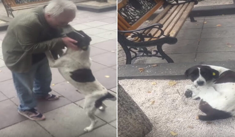 Devoted Senior Finds His Long-Lost and Cherished Dog After Years of Searching!