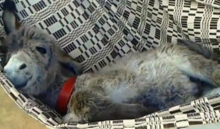 Touching footage of a donkey in a hammock: He begs people to walk him back and forth until he falls asleep! Touching footage of a donkey in a hammock: He begs people to walk him back and forth until he falls asleep!